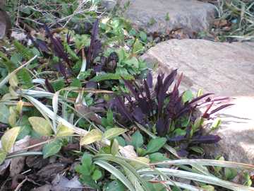 �J���X�o�j�K�i�@�V��