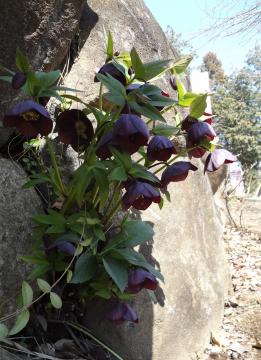 �N���X�}�X���[�Y