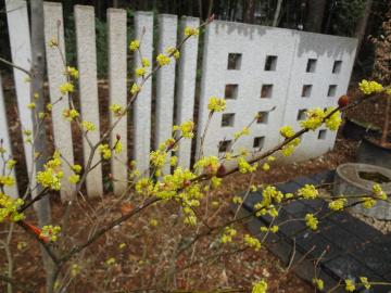 �_���R�E�o�C