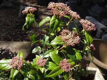 �r�o�[�i��