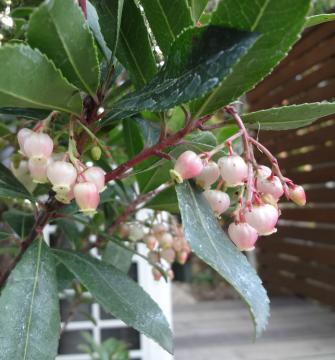 �C�`�S�m�L