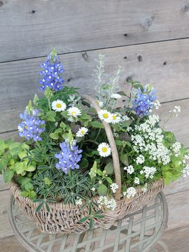 ���s�i�X�@�񂹐A��