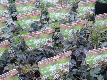 ���C���h�`���[�r��