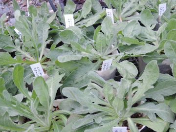 �A���o�[�{�A