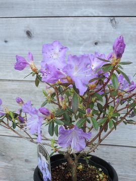 �����Ȃ�