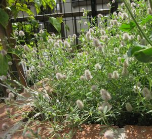 �g���t�H�j�E���@�o�j�[�Y