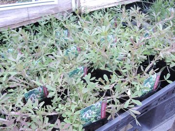 �g���t�H�j�E���@�o�j�[�Y