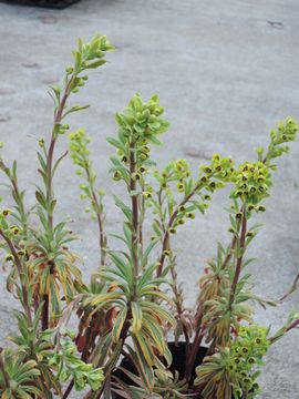 �S�[���f�����C���{�[