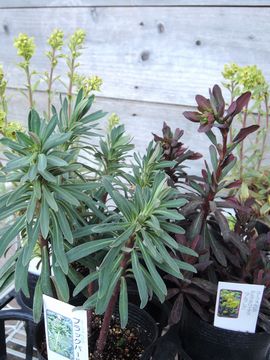 ���[�t�H���r�A