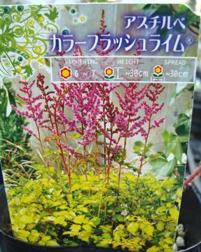 �A�X�`���x�@�J���[�t���b�V�����C��