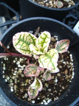 �w���I�v�V�X�@�T�}�[�s���N�@�V��