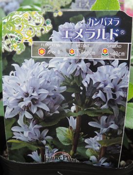 �G�������h