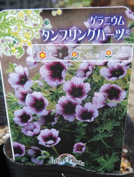 �^���u�����O�n�[�c