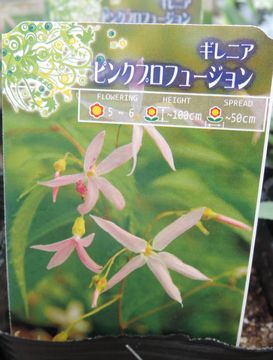 �s���N�v���t���[�W����