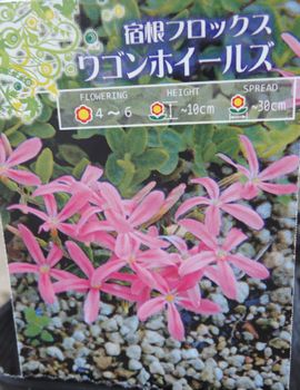 ���S���z�C�[���Y