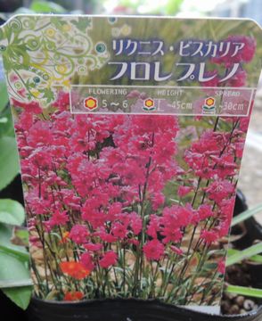 �t�����v���m