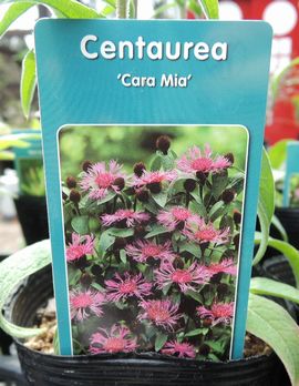 �J���~�[�A