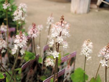 �V���o���[�h