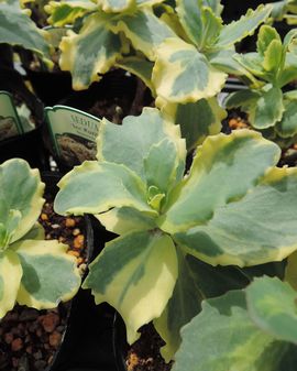 �A�C�X���b�t���Y