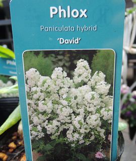 �f�C���B�b�h