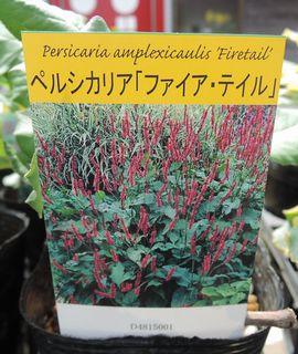 �t�@�C���[�e�C��