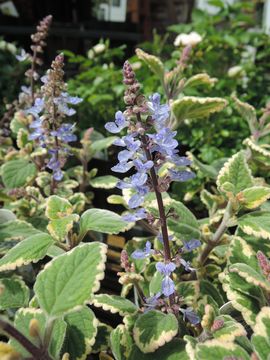 �u���[�X�p�C���[