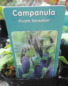 �p�[�v���Z���Z�[�V����