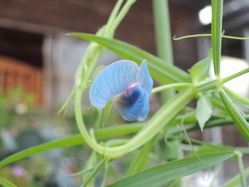 �A�Y���E�X