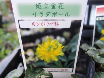 �T���_�{�[��