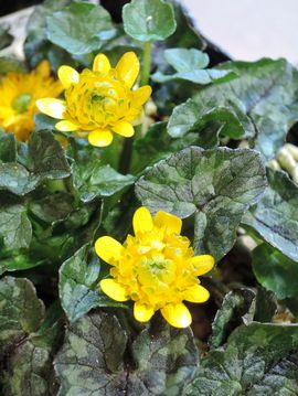 �N�C���b�g