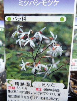 �~�c�o�V���c�P