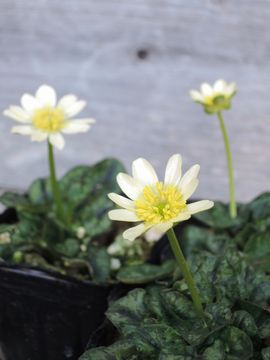 ���ԗ�����