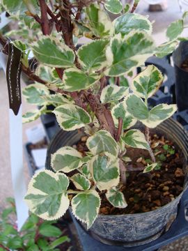 �c���A�W�T�C�@�A�m���} �t