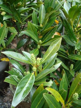 �v���k�X�@�I�b�g���C�P��