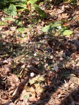 ���L�����C�`�Q