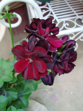 �A�C�r�[�[���j�E�� �g�~�[