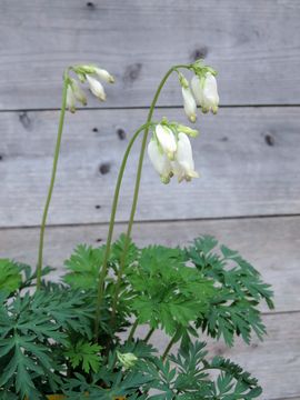 �I�[����