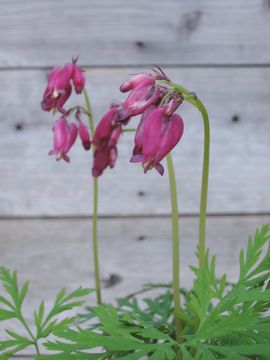 �o�b�J�i��