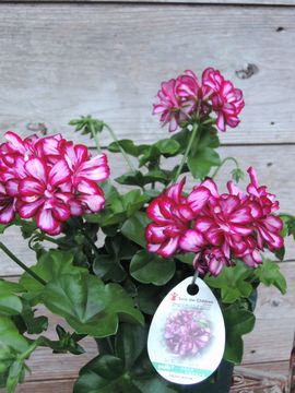 �g���L���b�g