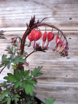 �o�����^�C��