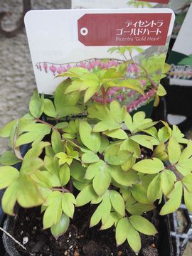 �S�[���h�n�[�g