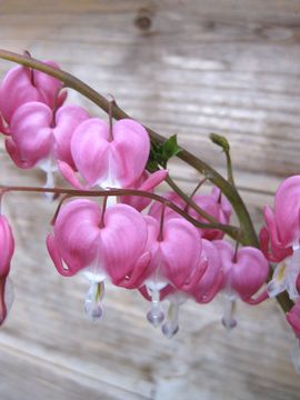 �X�y�N�^�r���X