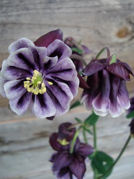 �I�_�}�L�@�u���b�N�x���[