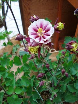 �I�_�}�L ���b�h���z���C�g