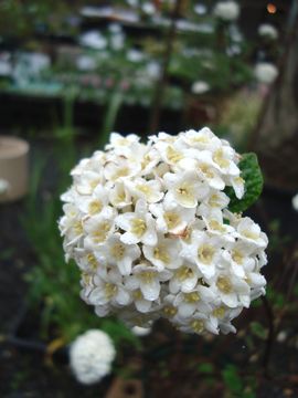 �K�}�Y�~�@�o�[�N�E�b�f�B�@��