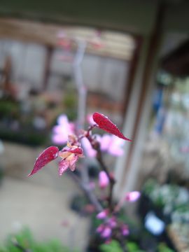 �n�i�Y�I�E�@�t�H���X�g�p���V�[�@�V��