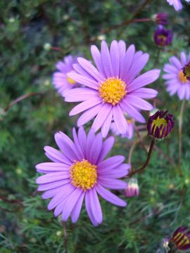 �u���L�J���@�p�[�v���X�e��