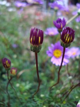 �u���L�J��