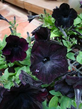 �y�`���j�A�@�u���b�N�`�F���[