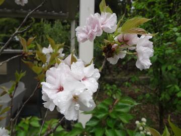 ���܂̂���